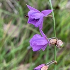 Arthropodium fimbriatum (Nodding Chocolate Lily) at Bruce Ridge to Gossan Hill - 15 Jan 2024 by JVR