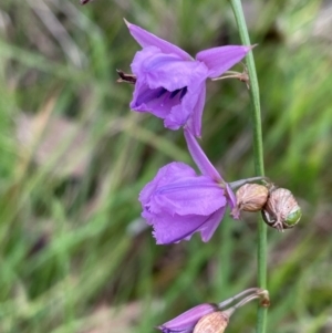 Arthropodium fimbriatum at Bruce Ridge to Gossan Hill - 15 Jan 2024 04:41 PM