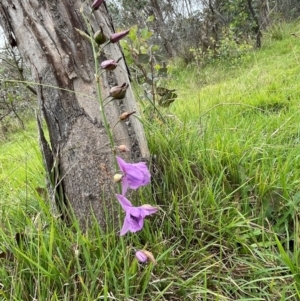 Arthropodium fimbriatum at Bruce Ridge to Gossan Hill - 15 Jan 2024