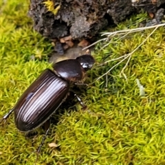 Acrossidius tasmaniae (Black-headed pasture cockchafer) at Lyneham, ACT - 15 Jan 2024 by trevorpreston