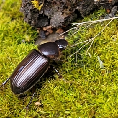 Acrossidius tasmaniae (Black-headed pasture cockchafer) at Sullivans Creek, Lyneham South - 16 Jan 2024 by trevorpreston