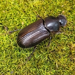 Acrossidius tasmaniae at Sullivans Creek, Lyneham South - 16 Jan 2024