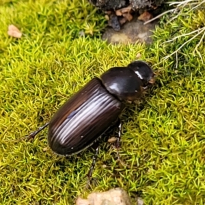 Acrossidius tasmaniae at Sullivans Creek, Lyneham South - 16 Jan 2024