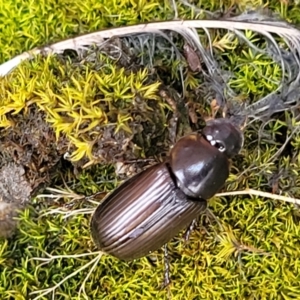 Acrossidius tasmaniae at Sullivans Creek, Lyneham South - 16 Jan 2024