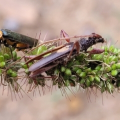 Epithora dorsalis (Longicorn Beetle) at Banksia Street Wetland Corridor - 15 Jan 2024 by trevorpreston