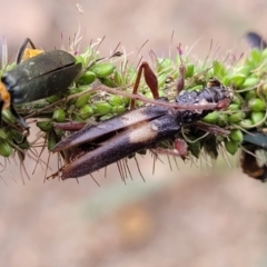 Epithora dorsalis at Banksia Street Wetland Corridor - 16 Jan 2024