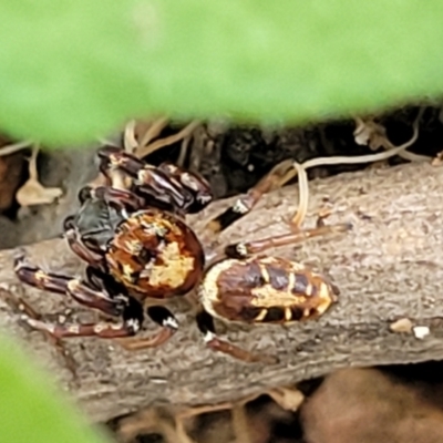 Opisthoncus sexmaculatus (Six-marked jumping spider) at Banksia Street Wetland Corridor - 15 Jan 2024 by trevorpreston