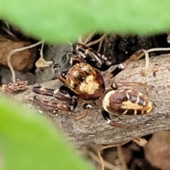 Opisthoncus sexmaculatus at Banksia Street Wetland Corridor - 16 Jan 2024