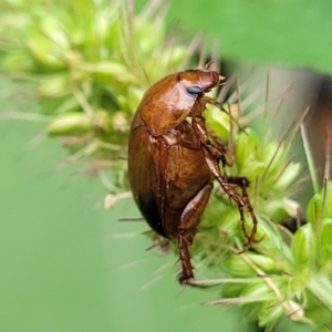 Phyllotocus macleayi at Banksia Street Wetland Corridor - 16 Jan 2024