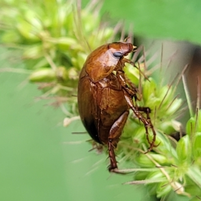Phyllotocus navicularis (Nectar scarab) at O'Connor, ACT - 15 Jan 2024 by trevorpreston