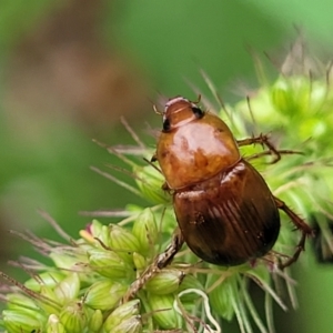 Phyllotocus macleayi at Banksia Street Wetland Corridor - 16 Jan 2024