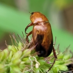 Phyllotocus navicularis at Banksia Street Wetland Corridor - 16 Jan 2024