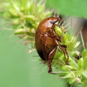 Phyllotocus macleayi at Banksia Street Wetland Corridor - 16 Jan 2024