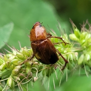 Phyllotocus macleayi at Banksia Street Wetland Corridor - 16 Jan 2024