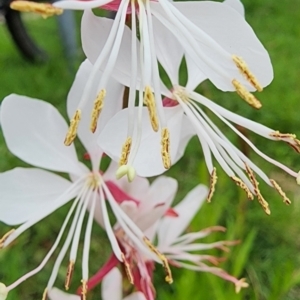 Oenothera lindheimeri at Curtin, ACT - 16 Jan 2024