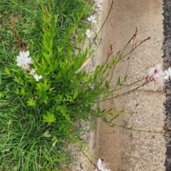 Oenothera lindheimeri at Curtin, ACT - 16 Jan 2024