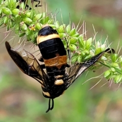 Lophyrotoma interrupta (Cattle Poisoning Sawfly) at Banksia Street Wetland Corridor - 16 Jan 2024 by trevorpreston