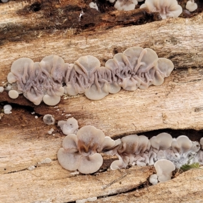 Unidentified Other fungi on wood at O'Connor, ACT - 15 Jan 2024 by trevorpreston