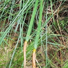 Eleocharis sphacelata at Parkes, ACT - 16 Jan 2024