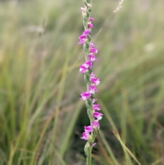 Spiranthes australis (Austral Ladies Tresses) at Nurenmerenmong, NSW - 3 Feb 2022 by peterchandler