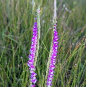 Spiranthes australis at The Tops at Nurenmerenmong - suppressed