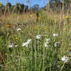 Rhodanthe anthemoides (Chamomile Sunray) at The Tops at Nurenmerenmong - 3 Feb 2022 by peterchandler