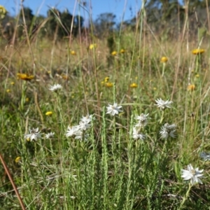 Rhodanthe anthemoides at The Tops at Nurenmerenmong - suppressed