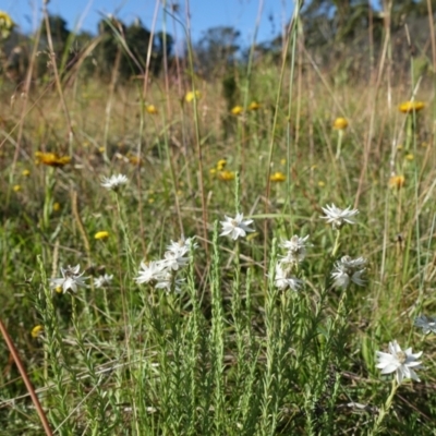 Rhodanthe anthemoides (Chamomile Sunray) at The Tops at Nurenmerenmong - 3 Feb 2022 by peterchandler