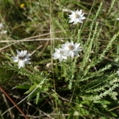 Rhodanthe anthemoides at The Tops at Nurenmerenmong - suppressed