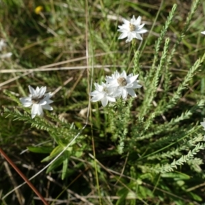 Rhodanthe anthemoides at The Tops at Nurenmerenmong - 3 Feb 2022