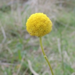 Craspedia variabilis (Common Billy Buttons) at Tuggeranong Hill - 13 Oct 2023 by michaelb