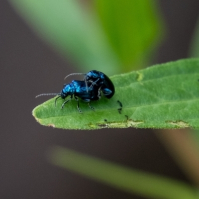 Altica sp. (genus) (Flea beetle) at Acton, ACT - 10 Jan 2024 by Aussiegall