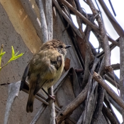 Acanthiza lineata (Striated Thornbill) at ANBG - 10 Jan 2024 by Aussiegall