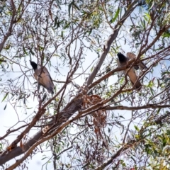 Coracina novaehollandiae (Black-faced Cuckooshrike) at Acton, ACT - 10 Jan 2024 by Aussiegall