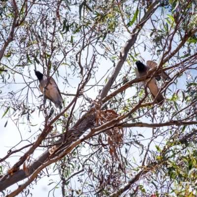 Coracina novaehollandiae (Black-faced Cuckooshrike) at ANBG - 10 Jan 2024 by Aussiegall