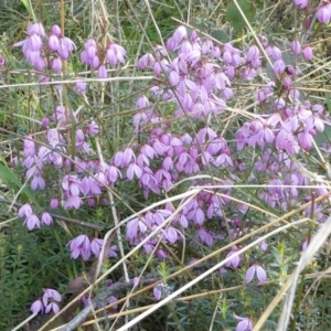 Tetratheca bauerifolia at The Tops at Nurenmerenmong - 6 Dec 2022