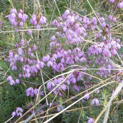 Tetratheca bauerifolia (Heath Pink-bells) at The Tops at Nurenmerenmong - 6 Dec 2022 by peterchandler