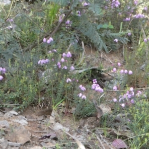 Tetratheca bauerifolia at The Tops at Nurenmerenmong - suppressed