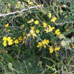 Bossiaea sericea at The Tops at Nurenmerenmong - 6 Dec 2022 by peterchandler