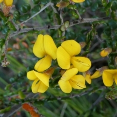 Bossiaea sericea at The Tops at Nurenmerenmong - 6 Dec 2022