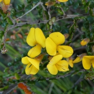 Bossiaea sericea at The Tops at Nurenmerenmong - 6 Dec 2022