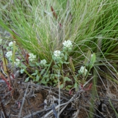 Poranthera microphylla (Small Poranthera) at The Tops at Nurenmerenmong - 6 Dec 2022 by peterchandler