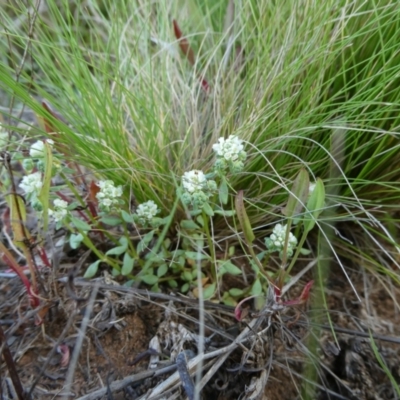 Poranthera microphylla (Small Poranthera) at Nurenmerenmong, NSW - 6 Dec 2022 by peterchandler