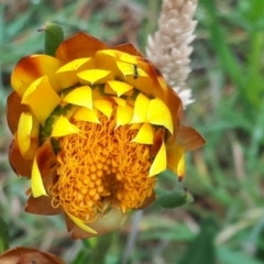 Xerochrysum subundulatum (Alpine Everlasting) at Yaouk, NSW - 15 Jan 2024 by JARS