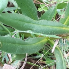 Xerochrysum subundulatum at Yaouk, NSW - 15 Jan 2024