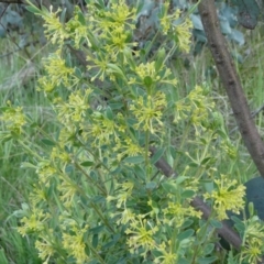 Pimelea curviflora var. acuta at Nurenmerenmong, NSW - 6 Dec 2022 by peterchandler