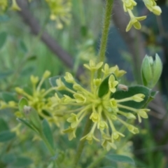 Pimelea curviflora var. acuta at The Tops at Nurenmerenmong - 6 Dec 2022