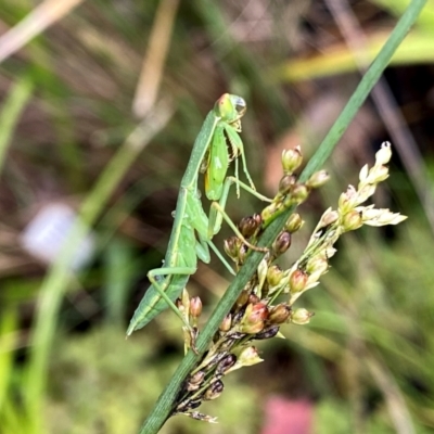 Orthodera ministralis (Green Mantid) at QPRC LGA - 15 Jan 2024 by Wandiyali