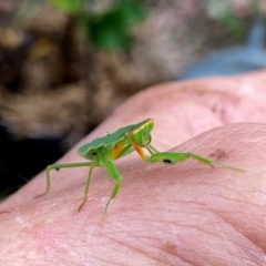 Orthodera ministralis at QPRC LGA - suppressed