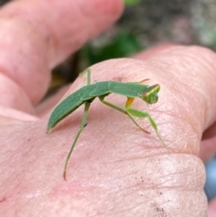 Orthodera ministralis at QPRC LGA - suppressed